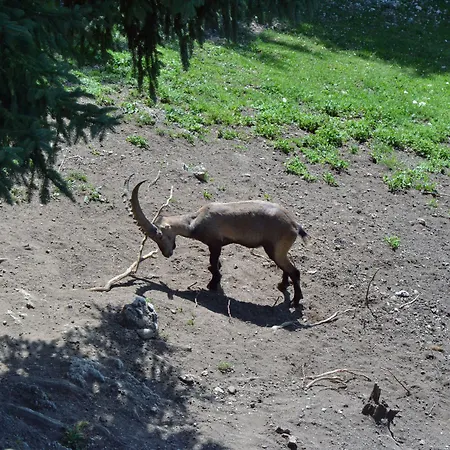 Hotel Ramsaueralm Ramsau am Dachstein