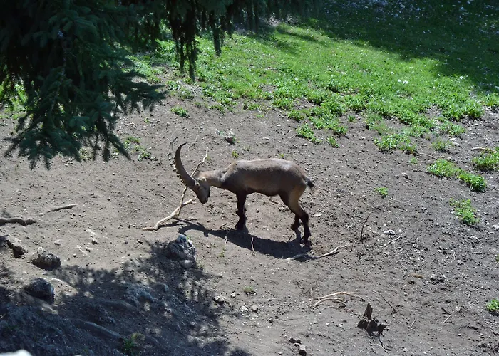 Hotel Ramsaueralm Ramsau am Dachstein
