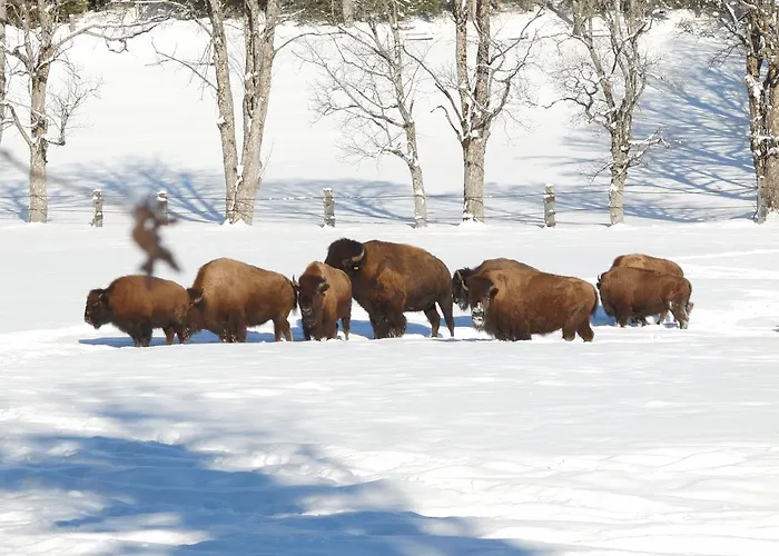 Ramsaueralm רמסאו אם דכשטיין