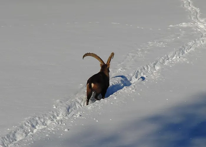 מלון Ramsaueralm רמסאו אם דכשטיין