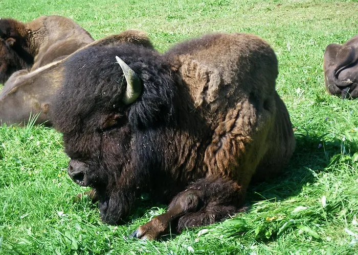 מלון Ramsaueralm רמסאו אם דכשטיין